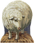 Standing Sheep